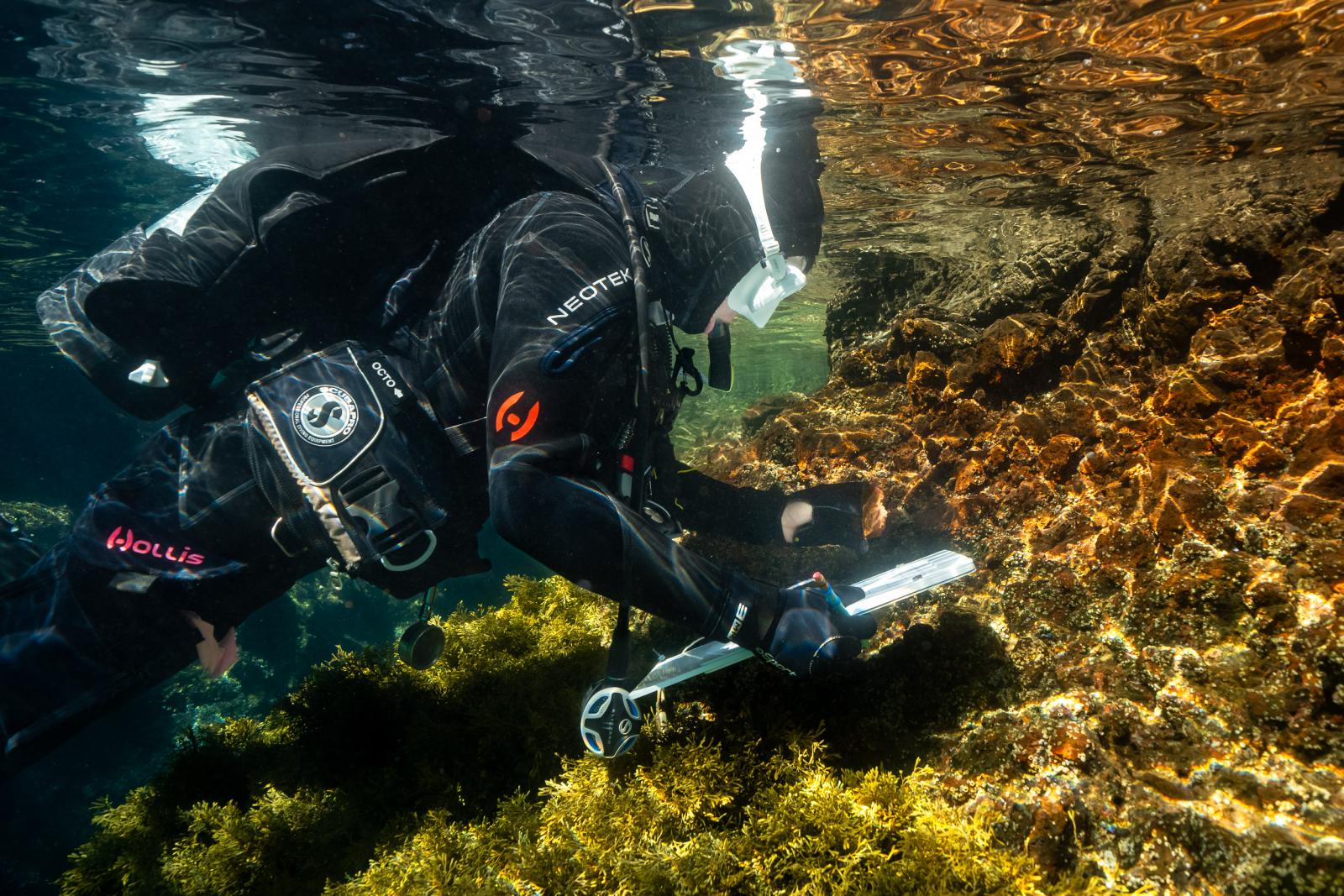 A  marine biology student underwater