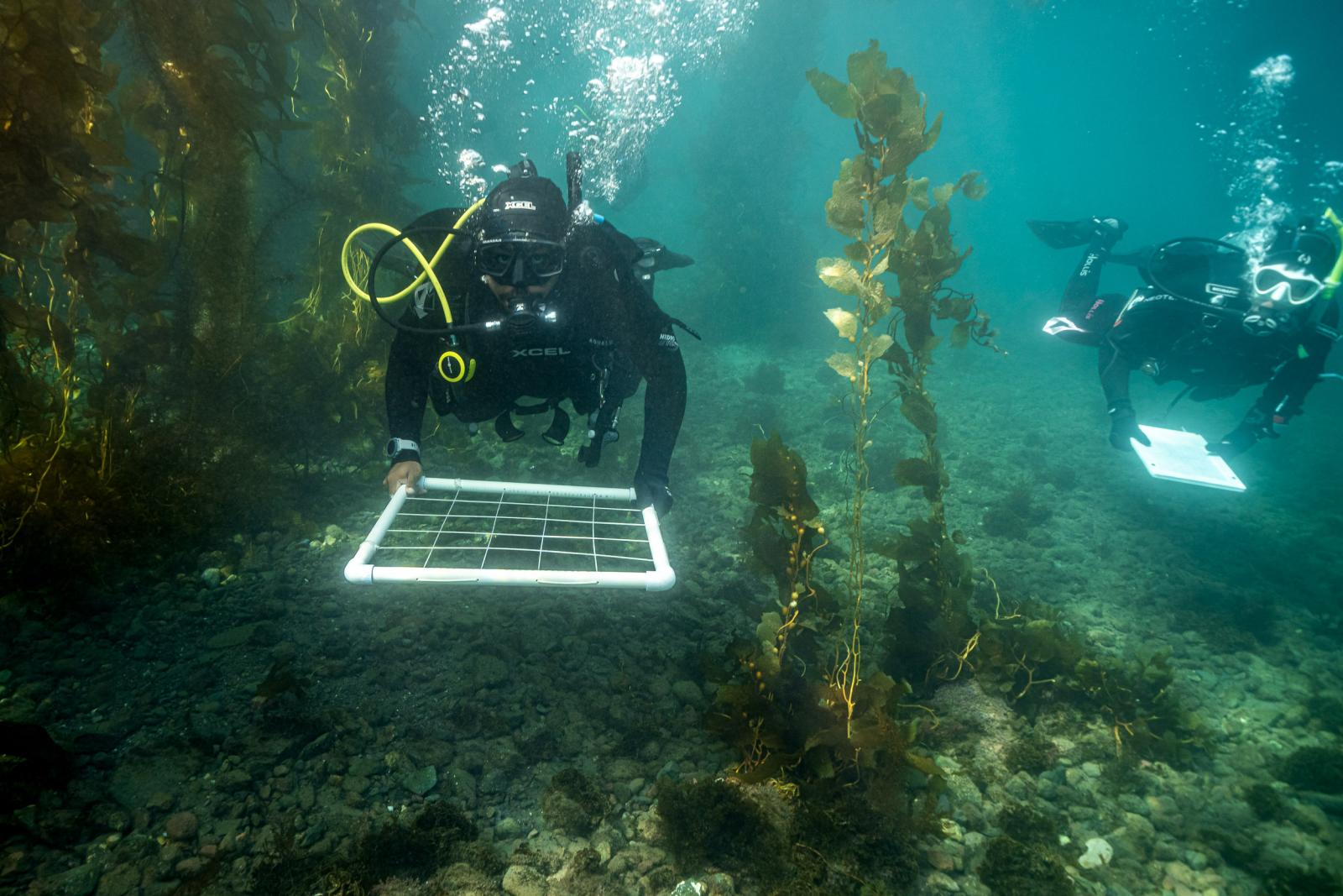  students underwater off Catalina Island